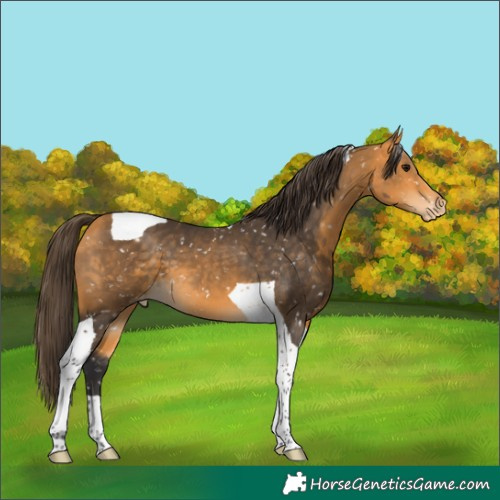 Horse Color:Buckskin Tobiano Appaloosa 