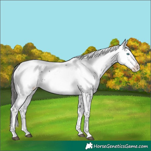 Horse Color:Liver Chestnut Frame 