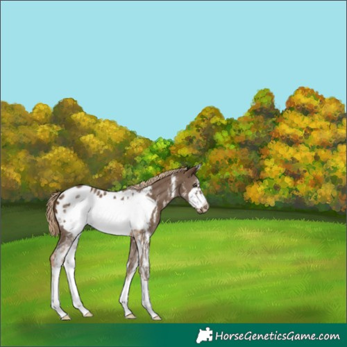 Horse Color:Chocolate Palomino Sabino Frame Appaloosa