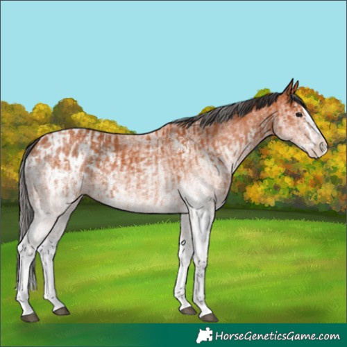 Horse Color:White Spotted Bay Splash  and White Spotted Bay Splash Appaloosa 