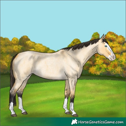 Horse Color:Buckskin Roan Dun Splash