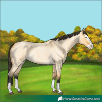 Horse Color:Buckskin Roan Dun Splash 