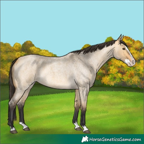 Horse Color:Buckskin Roan Dun Splash