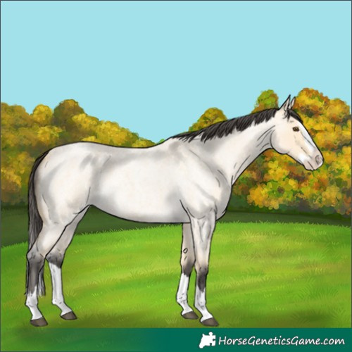 Horse Color:Buckskin Roan Dun Splash