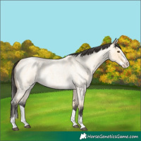 Horse Color:Buckskin Roan Dun Splash