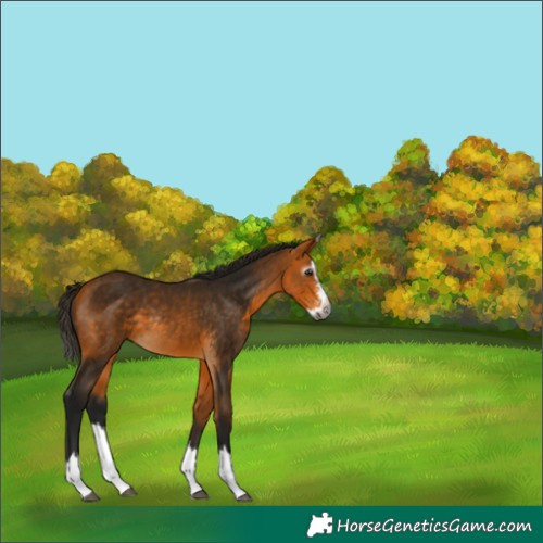 Horse Color:Gray Buckskin Sabino Splash Rabicano