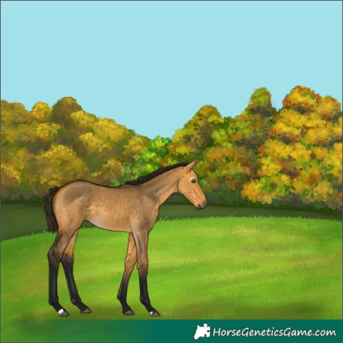 Horse Color:Gray Buckskin Dun 