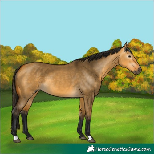 Horse Color:Gray Buckskin Dun