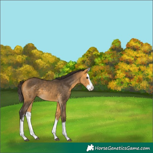 Horse Color:Buckskin Sabino Splash 