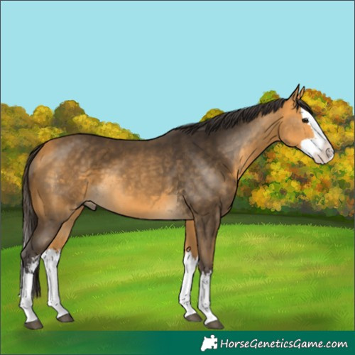 Horse Color:Buckskin Sabino Splash