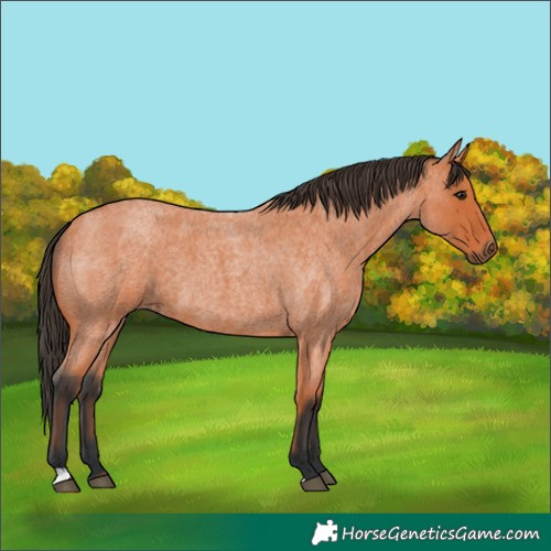 Horse Color:Bay Roan 
