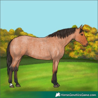 Horse Color:Bay Roan
