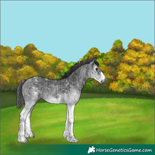 Horse Color:Gray White Spotted Black  and Gray White Spotted Black Frame 