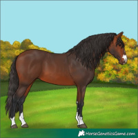 Horse Color:Bay 