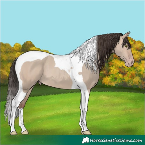 Horse Color:Sable Champagne Dun Tobiano