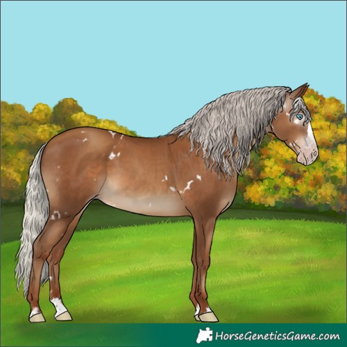 Horse Color:Gray White Spotted Silver Classic Champagne Splash Rabicano