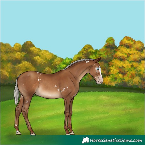 Horse Color:Gray White Spotted Silver Classic Champagne Splash Rabicano 