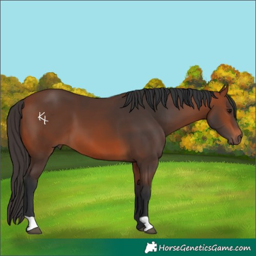 Horse Color:Bay 
