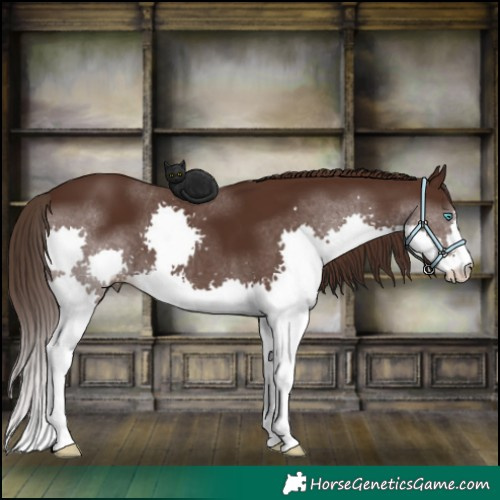 Horse Color:Liver Chestnut Splash