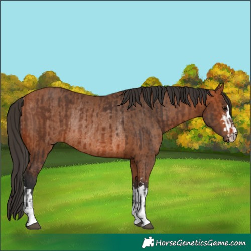 Horse Color:Unknown