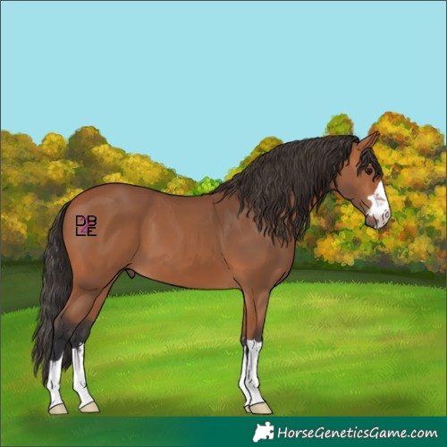 Horse Color:Bay 