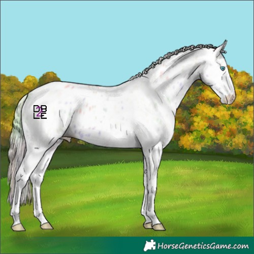 Horse Color:Nacre Perlino Dun Sabino Appaloosa 