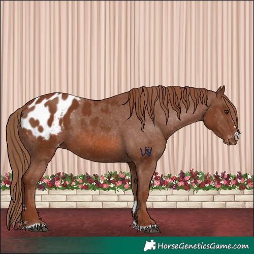 Horse Color:Chestnut Appaloosa 