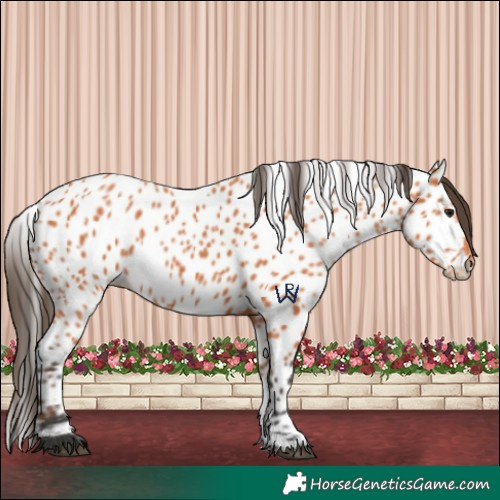 Horse Color:Bay Appaloosa 