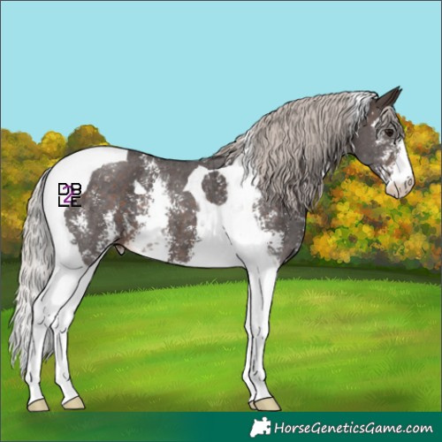 Horse Color:Silver Bay Sabino Tobiano 