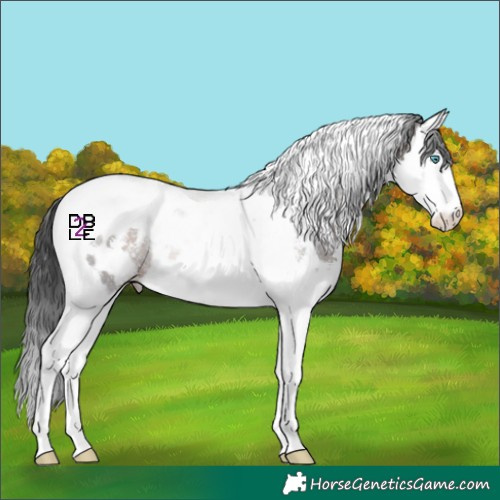 Horse Color:Brown Sabino Splash Tobiano Appaloosa 