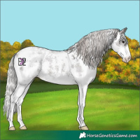 Horse Color:Silver Brown Mushroom Sabino 