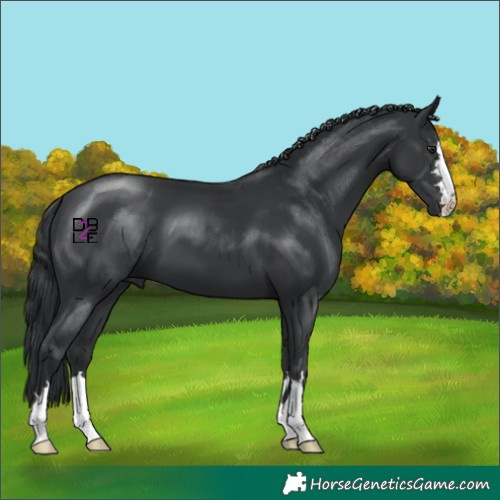 Horse Color:Black Chinchilla 