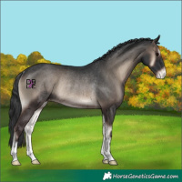 Horse Color:Blue Onyx Appaloosa Rabicano