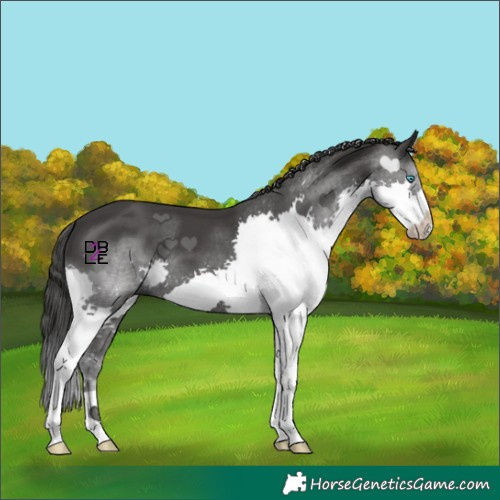 Horse Color:Black Splash 
