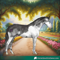 Horse Color:Black Splash