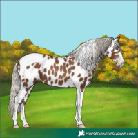 Horse Color:Gray Silver Black Pearl Tobiano Leopard 