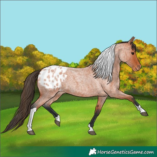 Horse Color:Unknown 