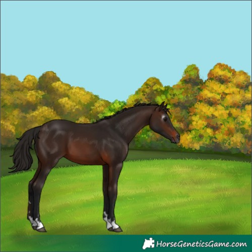 Horse Color:Gray Bay