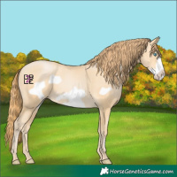 Horse Color:Buckskin Pearl Frame