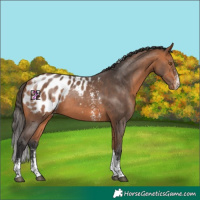Horse Color:Bay Sabino Tobiano Blanket