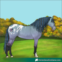Horse Color:Platinum Painted Bay Dun Appaloosa
