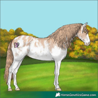 Horse Color:Platinum White Spotted Gold Champagne Sabino Blanket