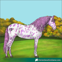 Horse Color:Platinum Painted White Spotted Chestnut Sabino Near Leopard and Platinum Painted Amber Champagne Dun Near Leopard