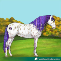 Horse Color:Painted Amber Champagne Dun Sabino Appaloosa