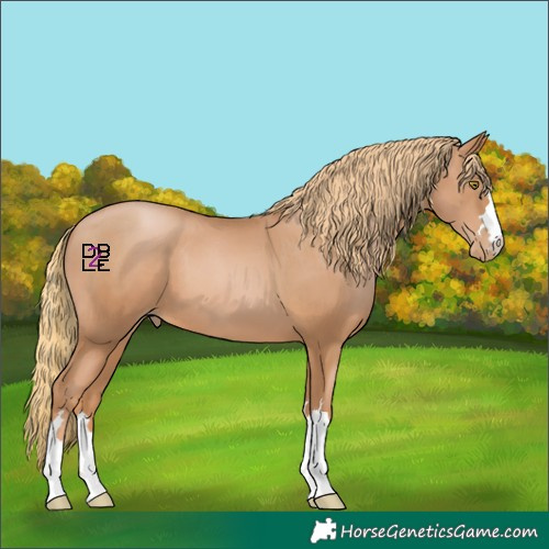 Horse Color:Chestnut Pearl