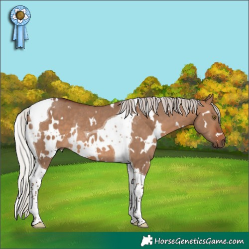 Horse Color:White Spotted Silver Brown Dun Tobiano Rabicano 