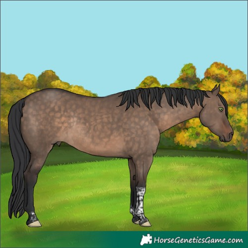 Horse Color:Brown Dun Tobiano Rabicano