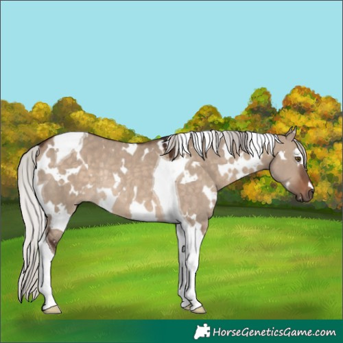 Horse Color:White Spotted Silver Brown Dun Tobiano Rabicano 