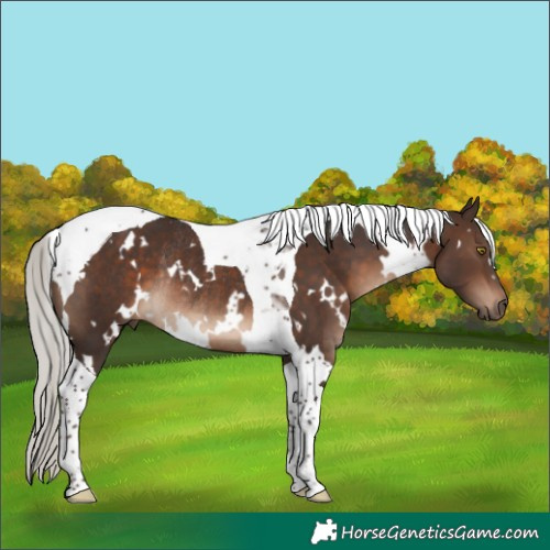 Horse Color:White Spotted Silver Brown Tobiano Rabicano