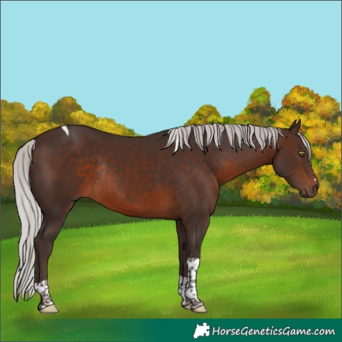 Horse Color:Silver Brown Tobiano Rabicano